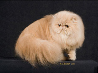 Tämän kuvan alt-attribuutti on tyhjä; Tiedoston nimi on Lark-Hill-Apollo-1.jpg