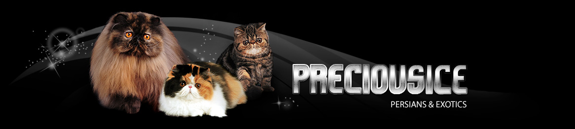 Preciousice Persians & Exotics